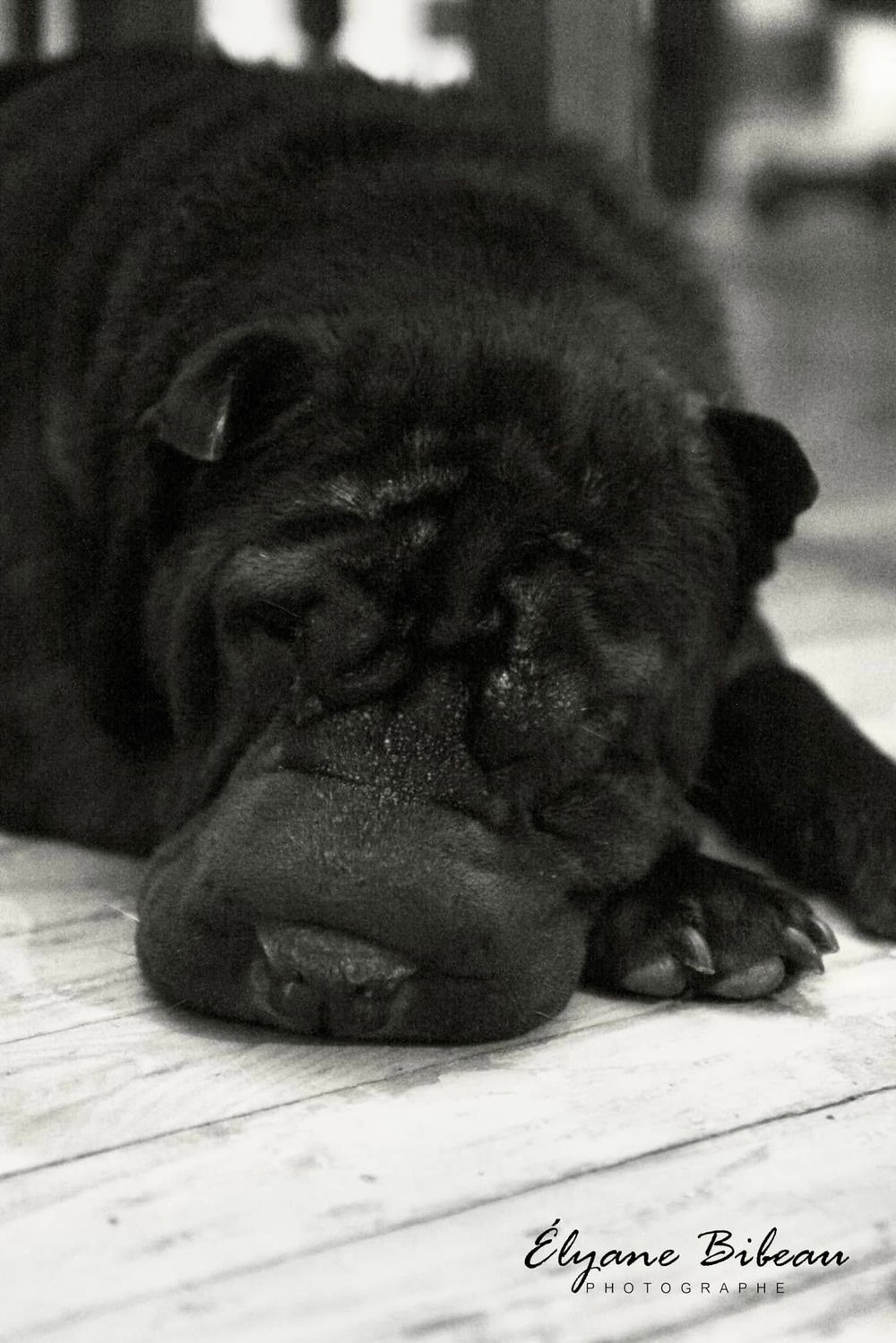 Close-up black and white portrait of Shar-Pei dog's wrinkled face resting on floor.