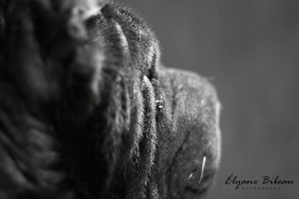 Abstract black and white detail of Shar-Pei dog's characteristic wrinkled skin.