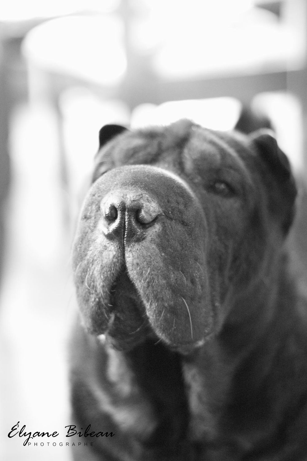 Close-up black and white portrait of a Shar Pei dog's wrinkled face and nose.