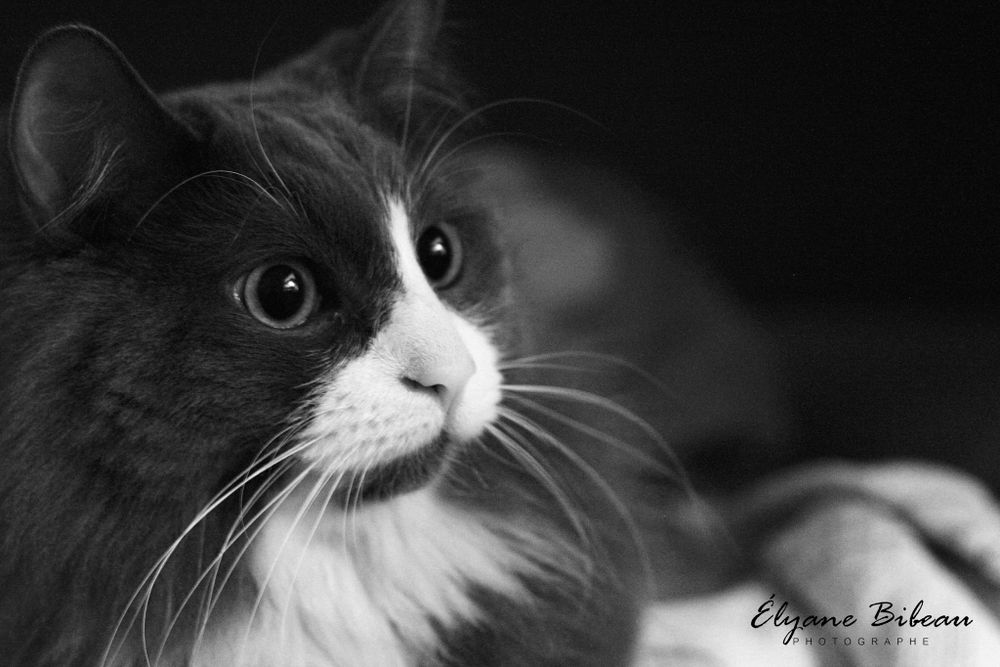 Black and white portrait of a tuxedo cat with striking eyes and long whiskers.