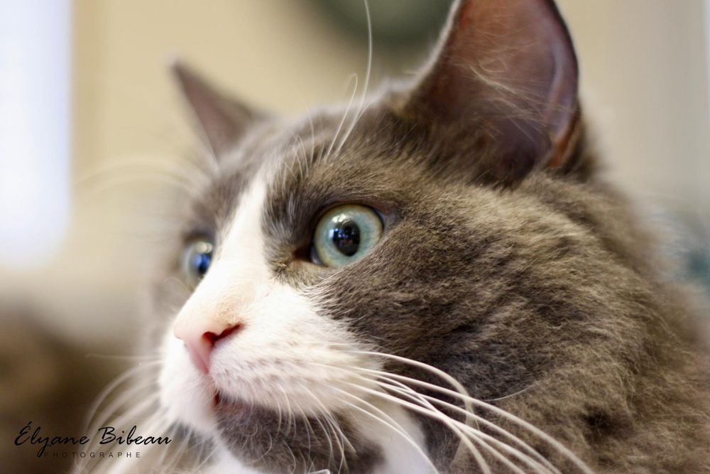 Close-up profile of a blue-eyed cat with fluffy grey and white fur.