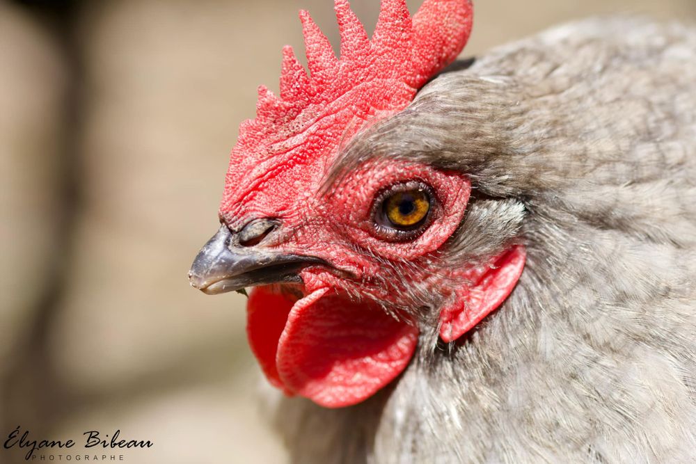 Extreme close-up of a chicken's face showing detailed red comb and eye.