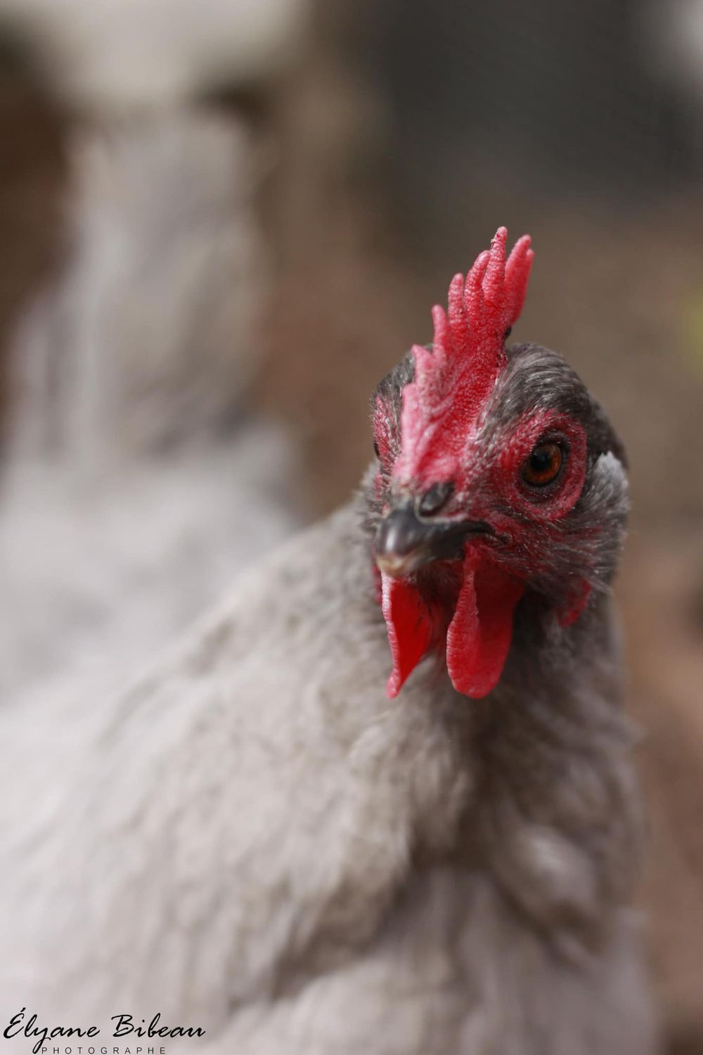Portrait of a grey chicken with bright red comb and wattles against blurred background.