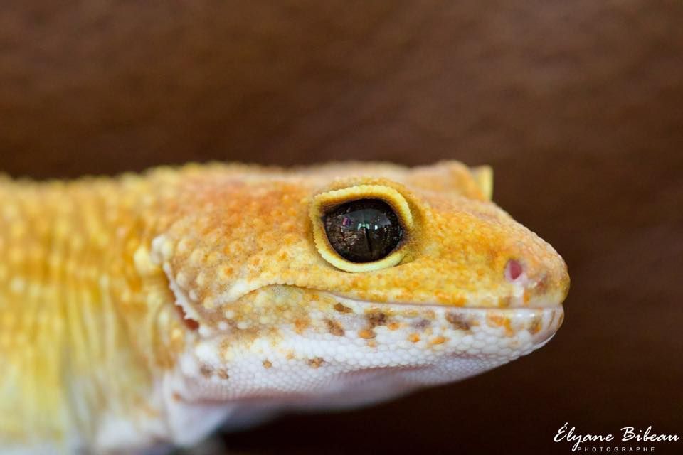 Macro shot of a yellow gecko's head showing detailed scales and eye.