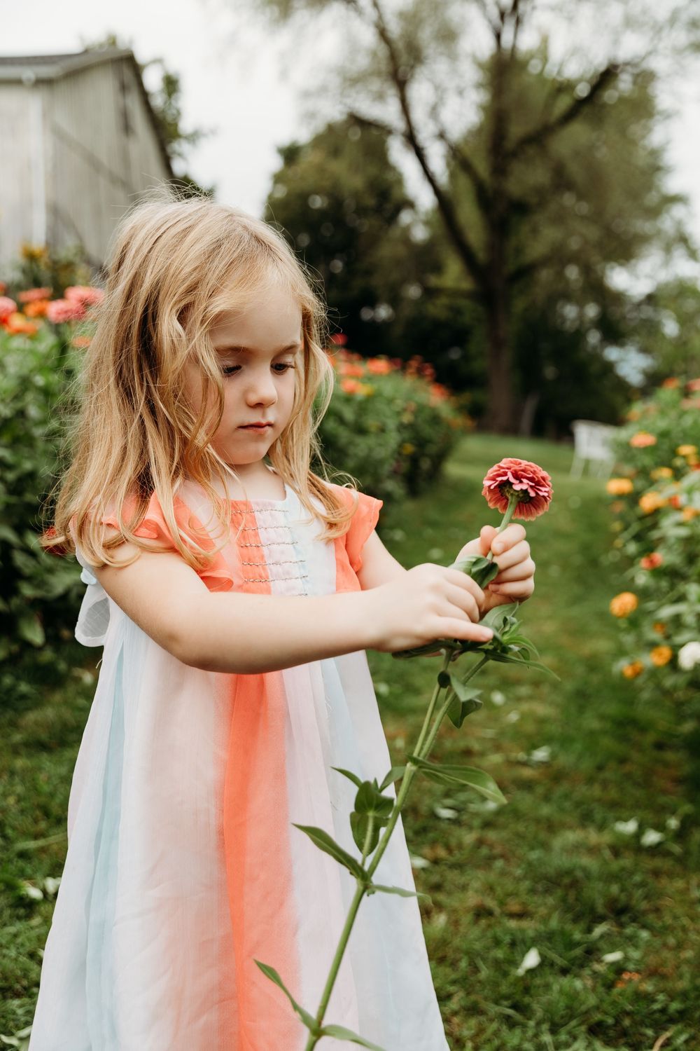 Young person holding and examining fresh zinnia flowers in a garden setting.