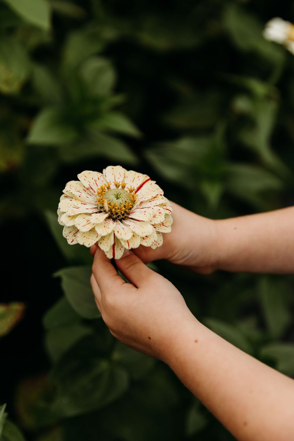 Hands gently holding a delicate cream-colored zinnia flower in the garden.