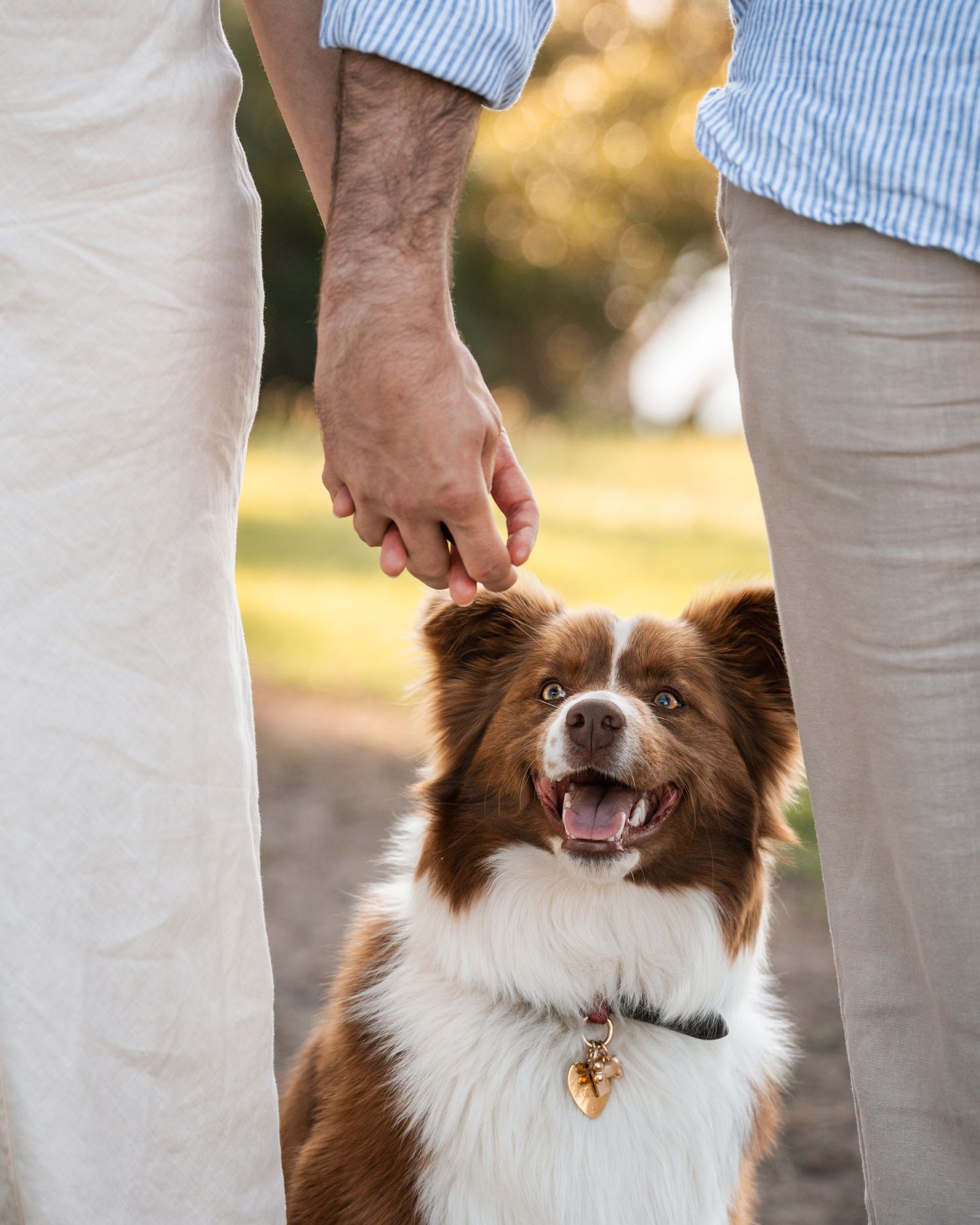 Happy brown and white border collie dog smiling between two people.