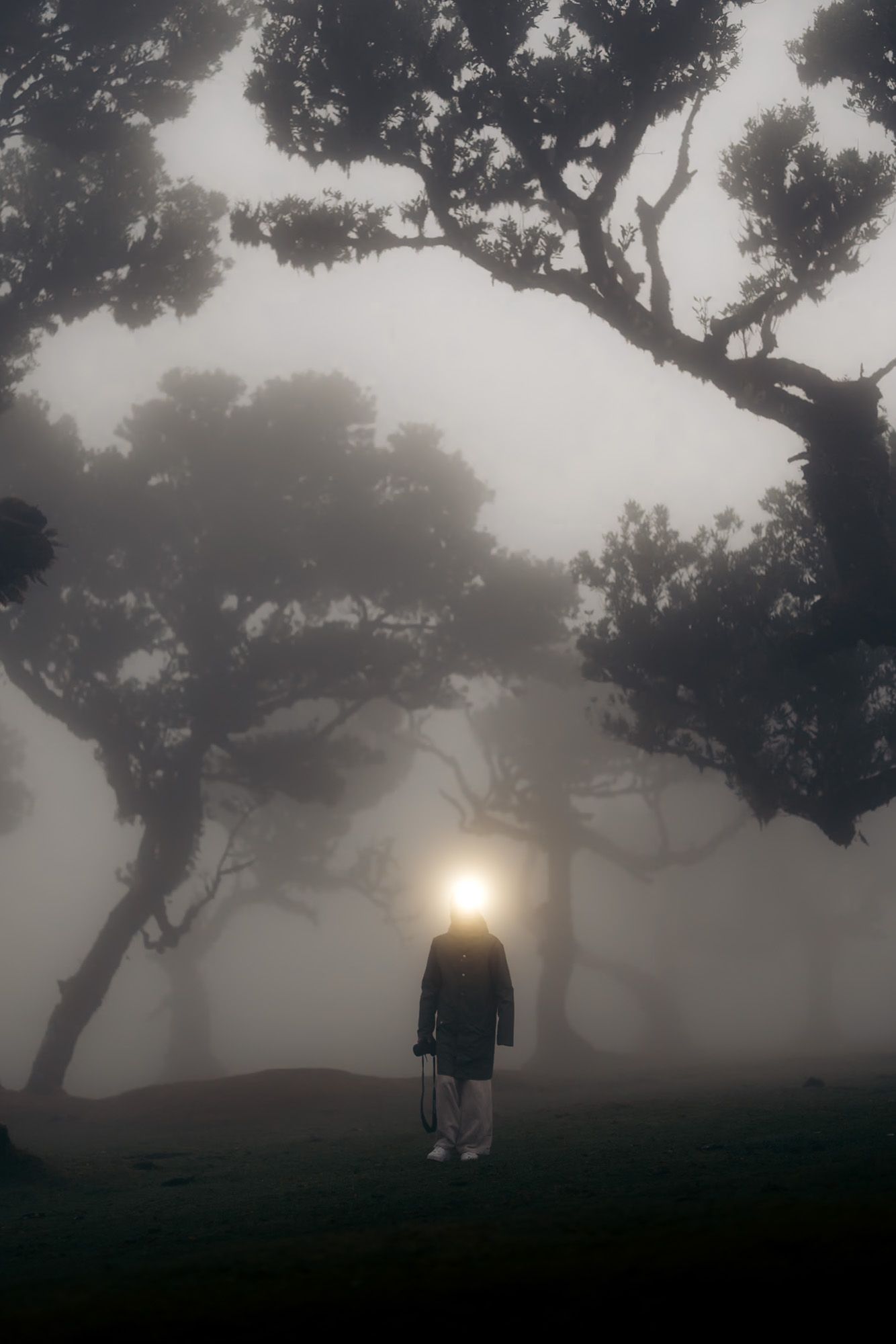 photographe avec une lampe frontale dans la forêt de Fanal dans la brume à Madère