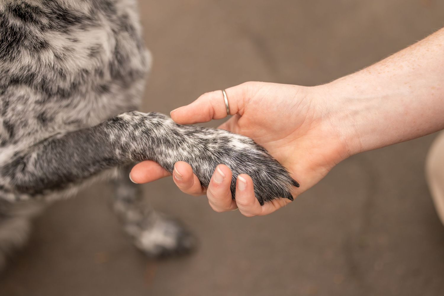 Newcastle Pet Photographer