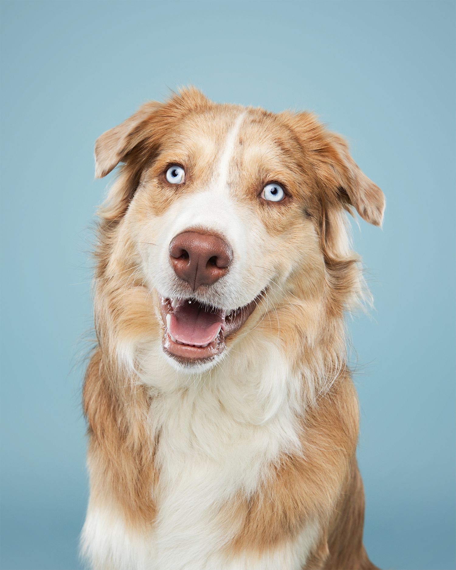 Australian Shepherd with striking blue eyes and happy expression against blue backdrop.