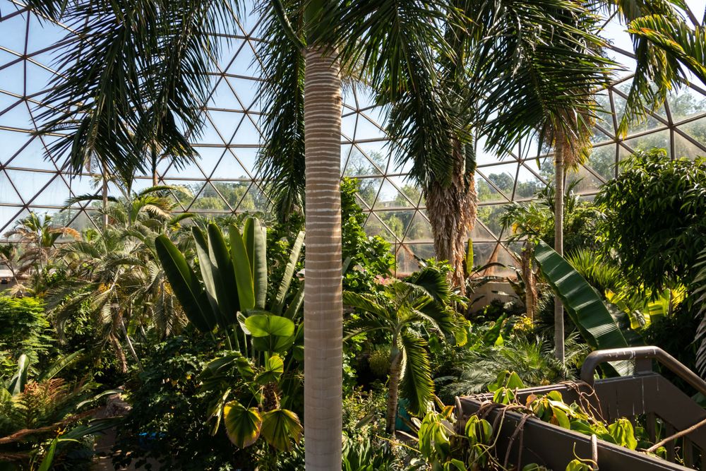 Lush tropical plants and palm trees growing inside a greenhouse with geometric glass roof panels.