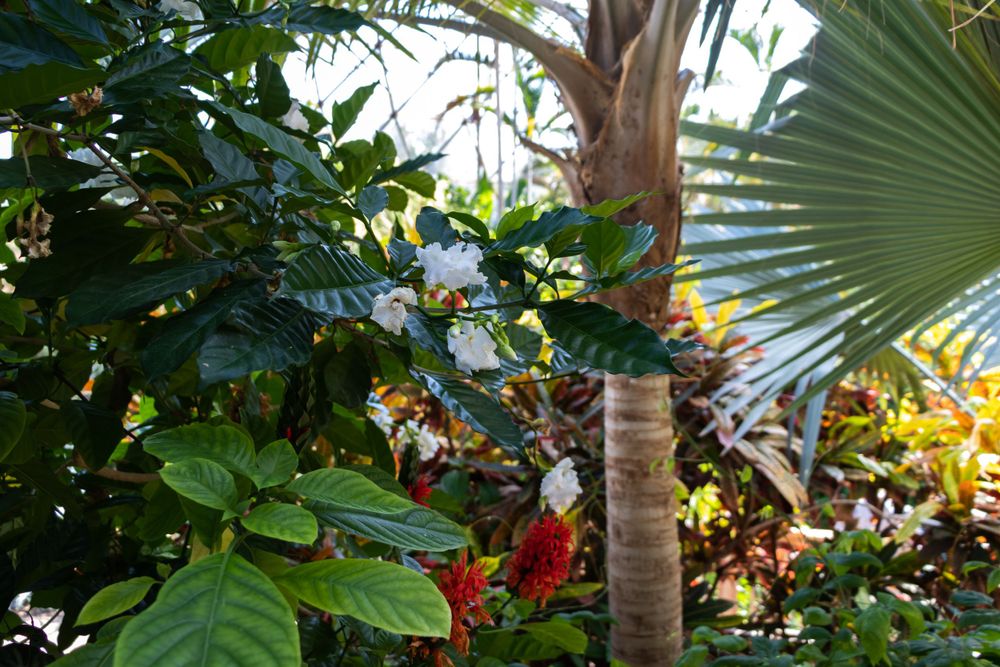 Tropical plants and palm fronds create a lush garden atmosphere in natural lighting.
