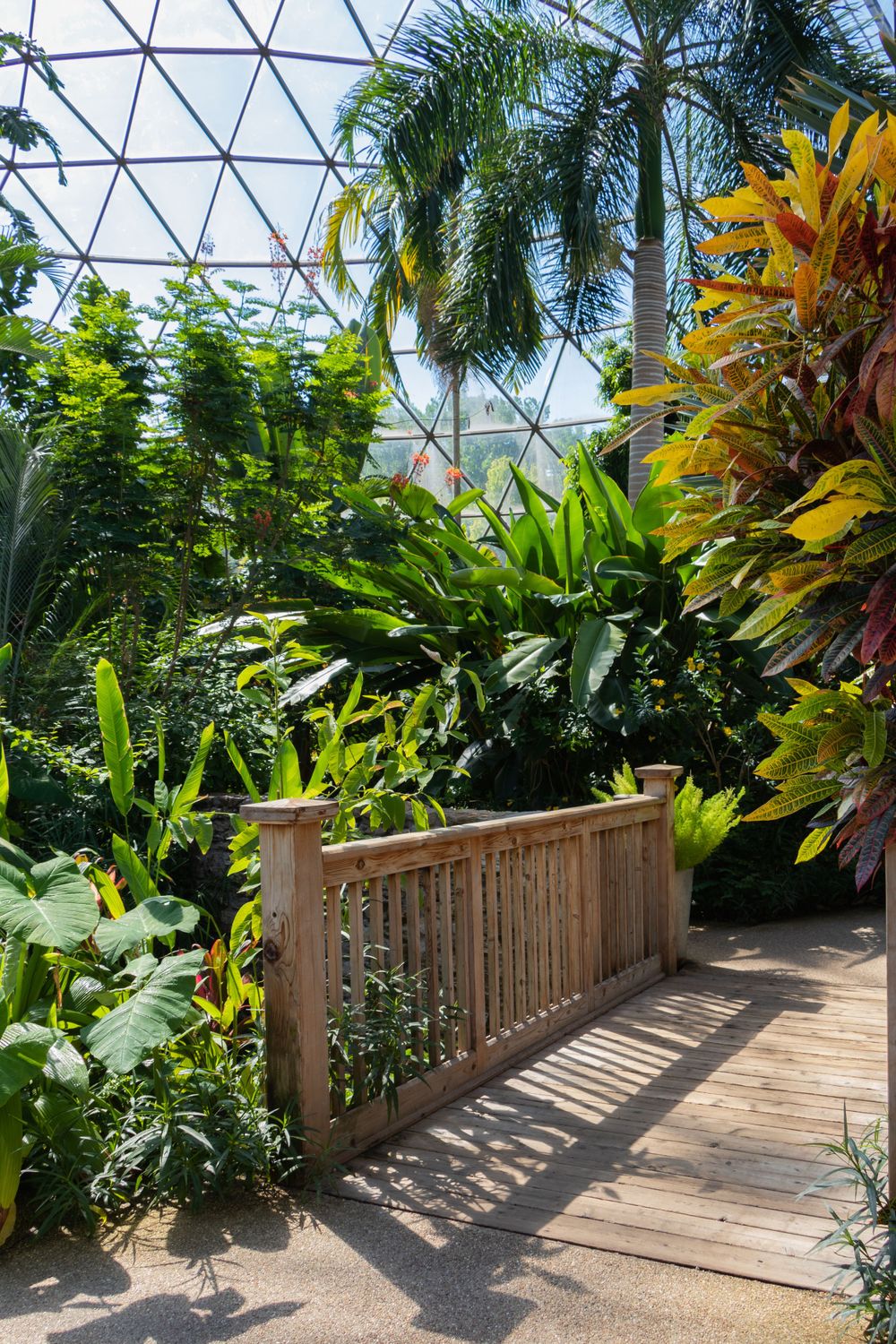 Wooden walkway through a tropical greenhouse with palm trees and colorful foliage.