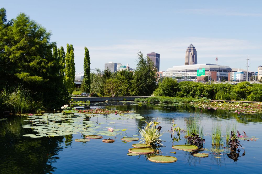 Urban garden pond with lily pads and city skyline visible in the background.