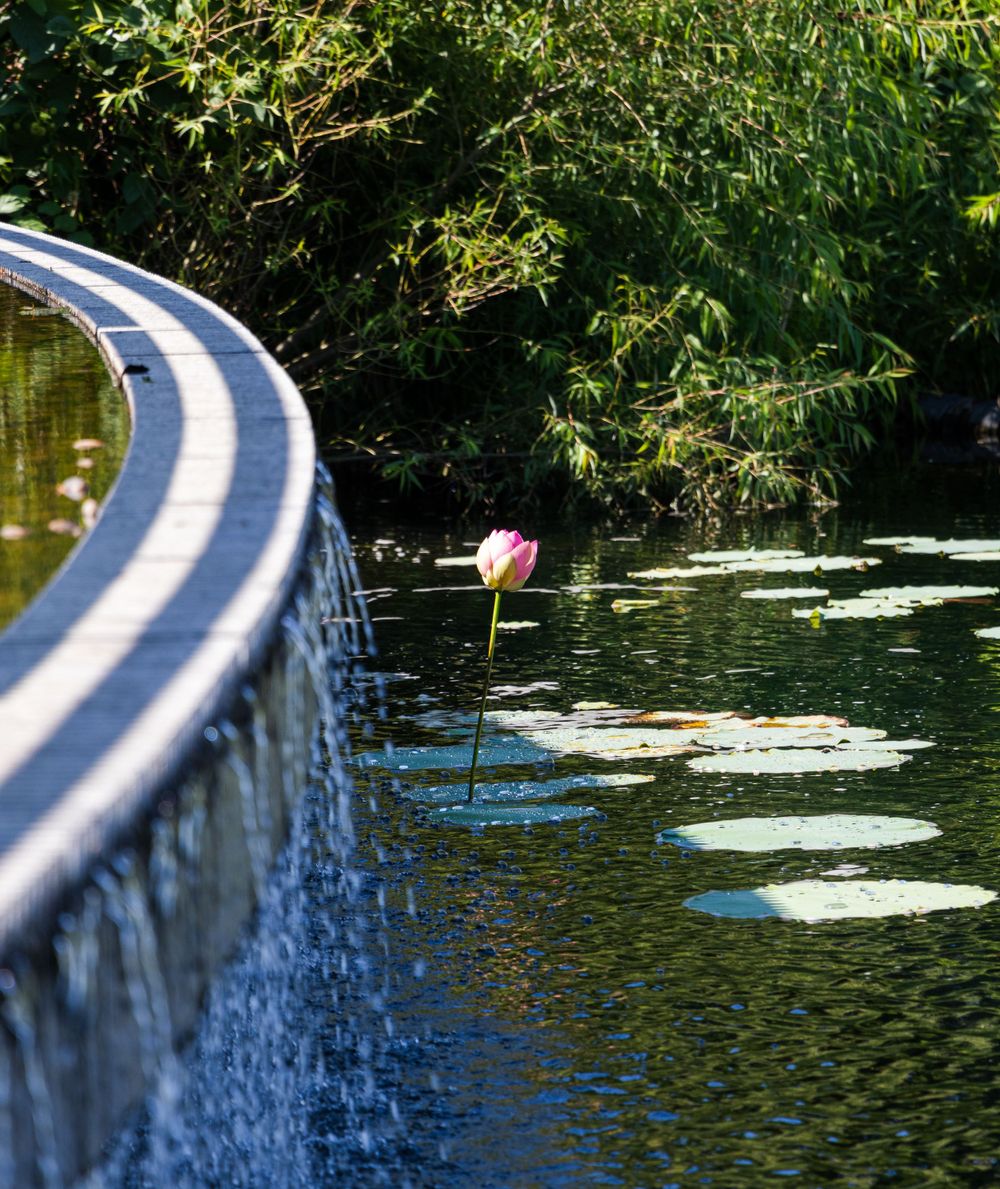 A pink lotus flower rises from a pond next to a curved waterfall feature.
