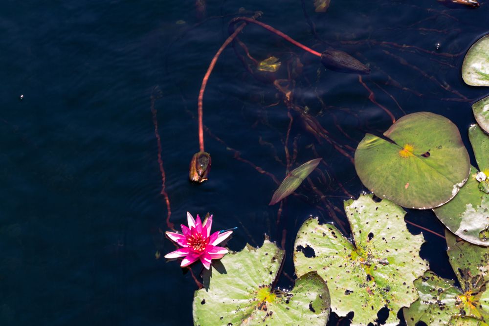 Pink water lily flower blooming among green lily pads in dark water.