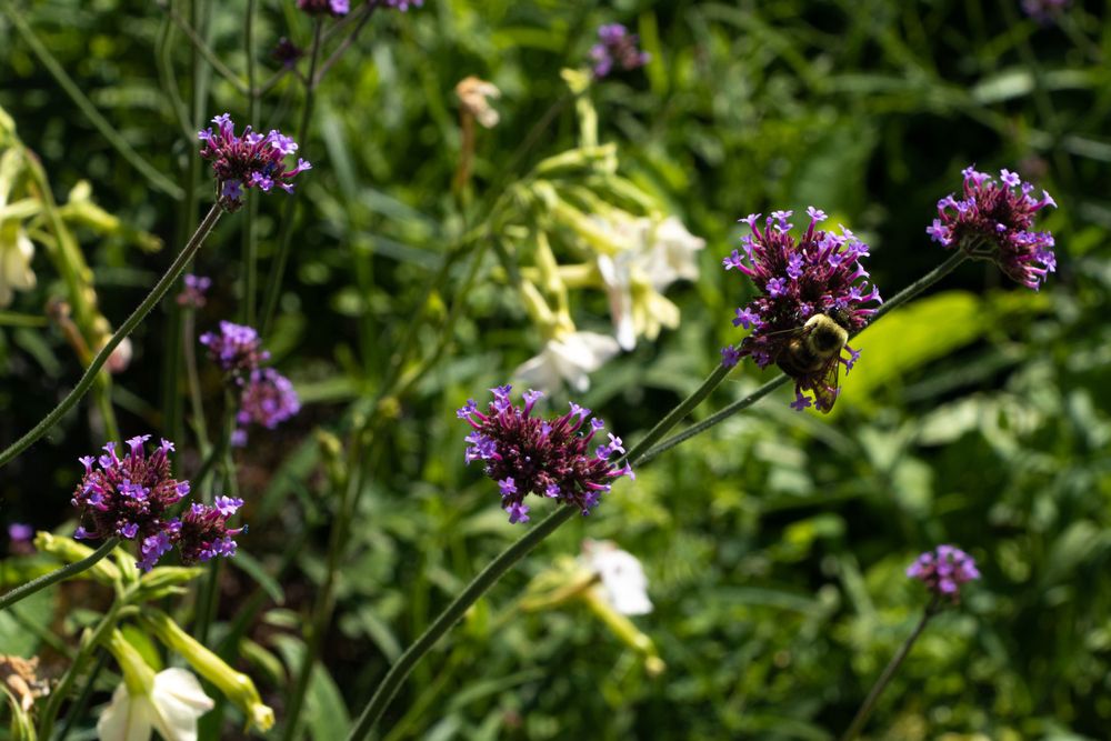 Purple wildflowers bloom against a soft-focused green background.