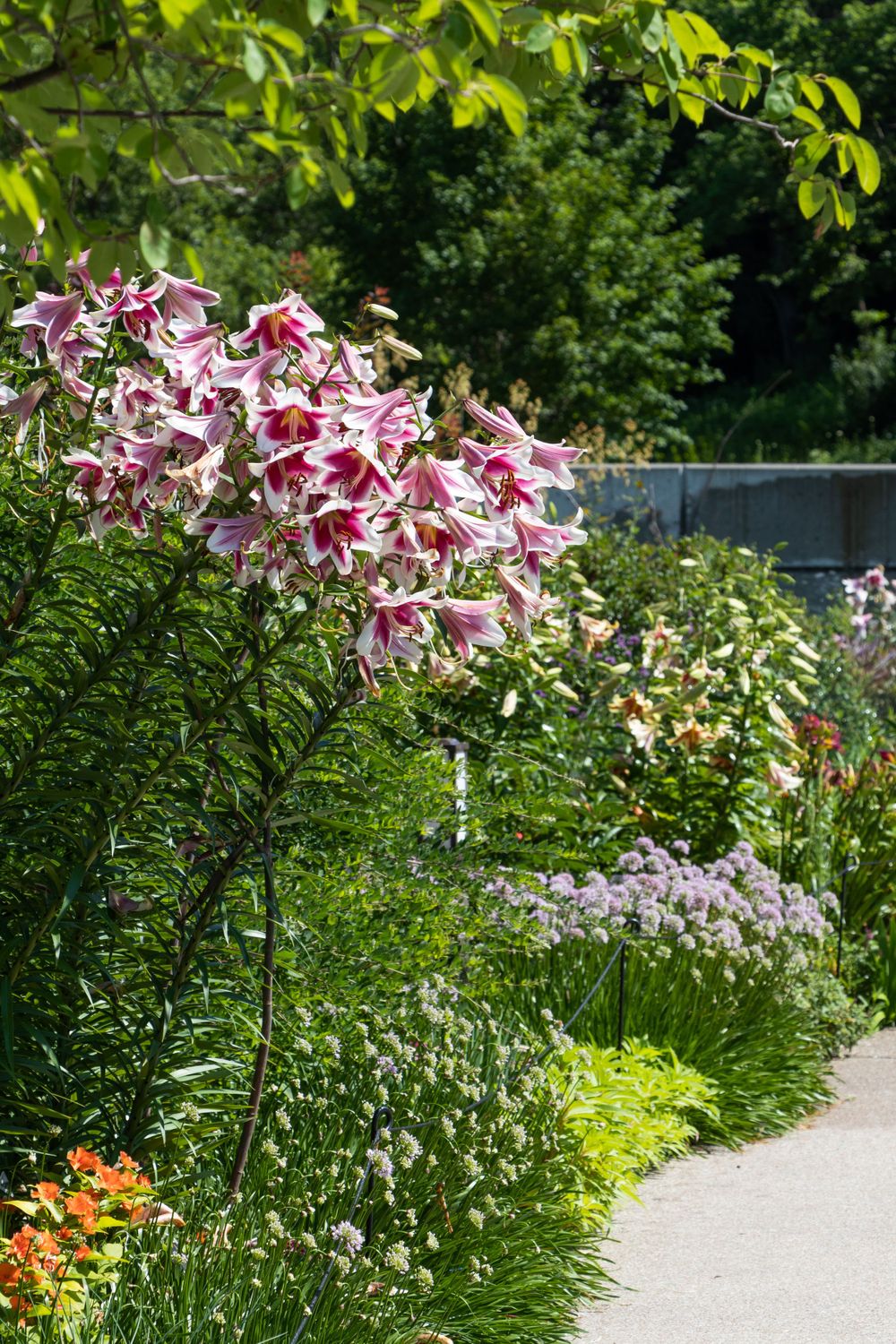 Pink and white oriental lilies bloom prominently in a lush garden setting.