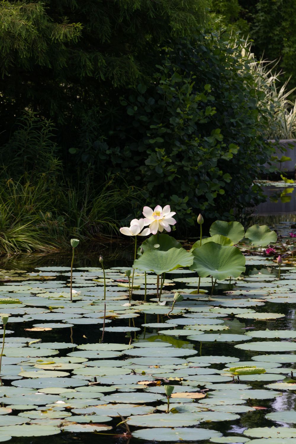 White lotus flower blooms among lily pads in a serene pond setting.