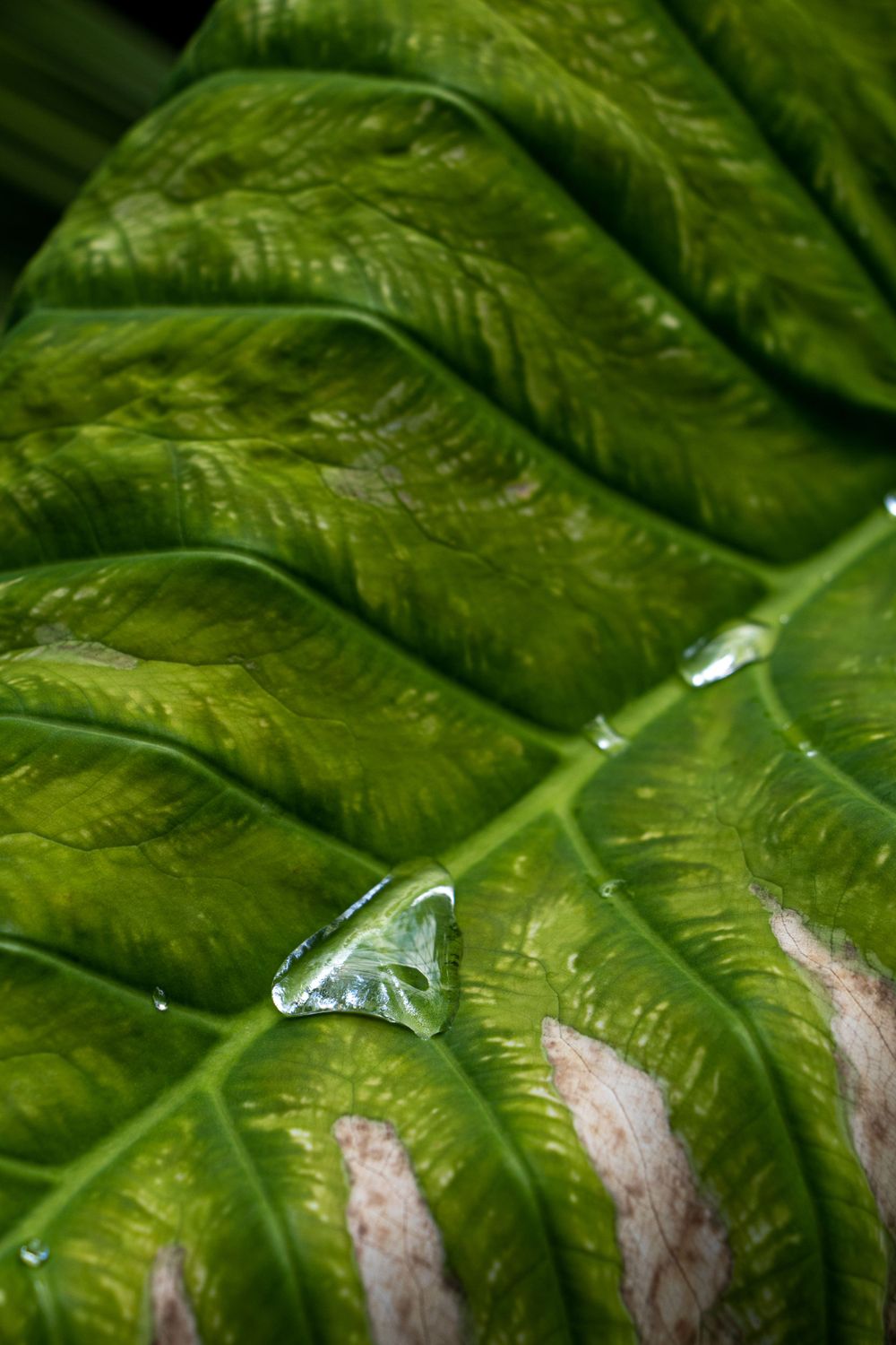 Macro shot of water droplets on textured green leaf veins.
