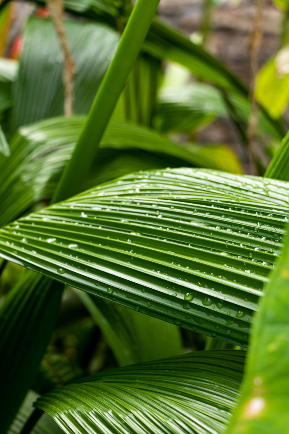 Raindrops on fresh green palm leaf showing linear pattern of tropical foliage.