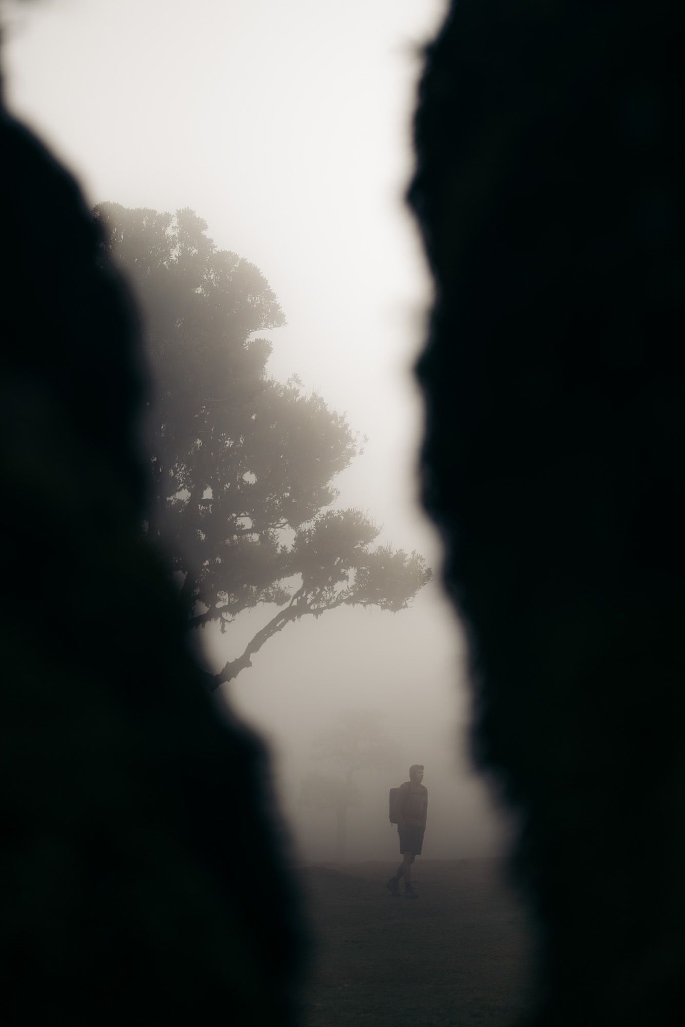 Brume dans la forêt de Fanal à Madère