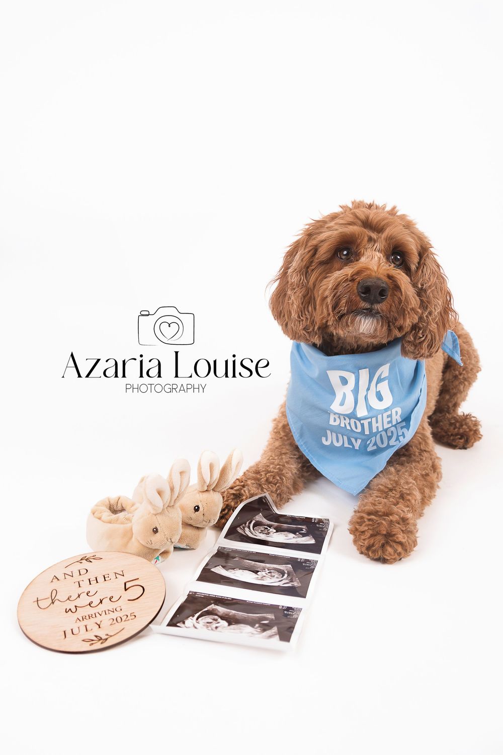 Goldendoodle dog wearing blue bandana sits with pregnancy ultrasound photos and wooden sign for pregnancy announcement.