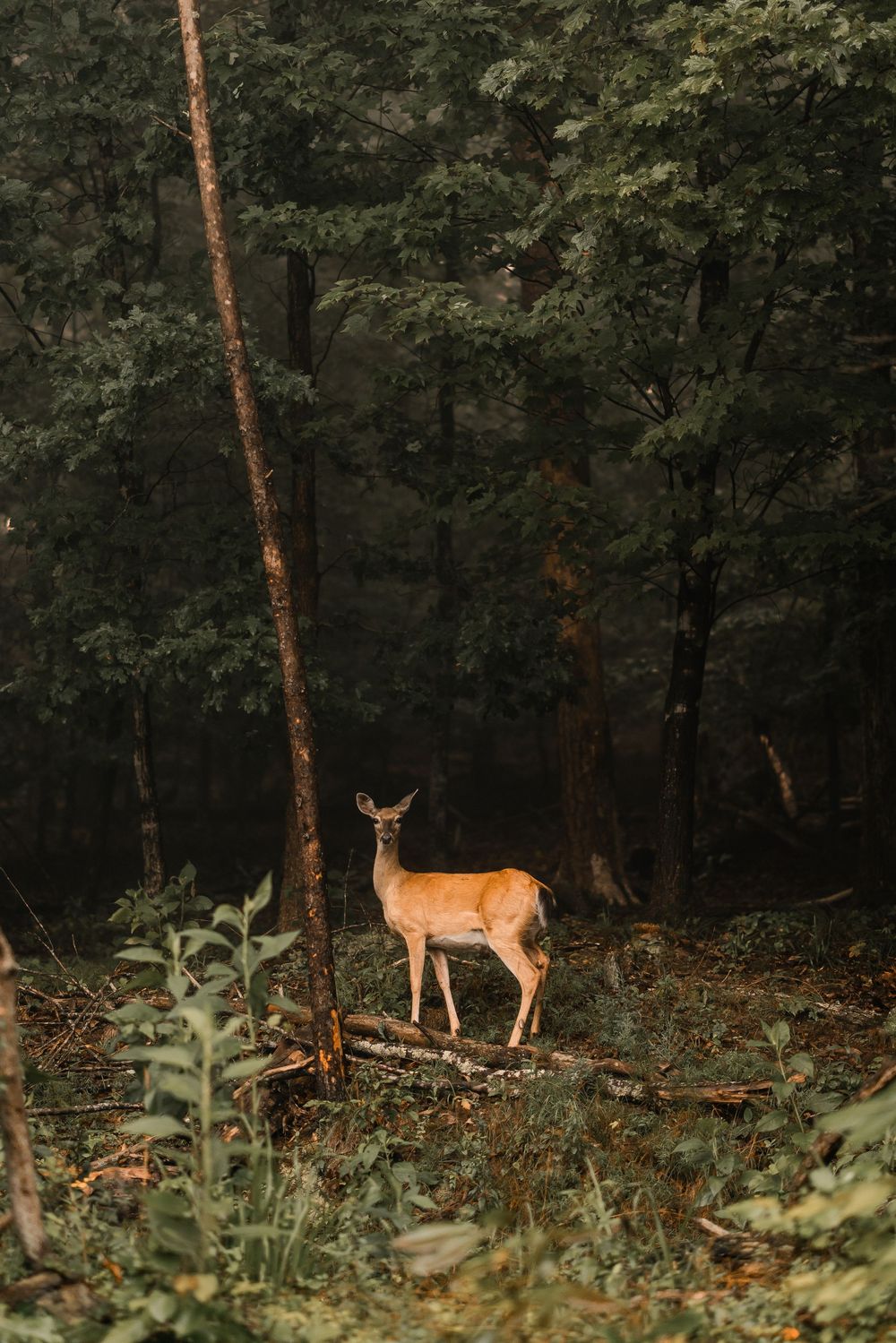 A lone deer stands gracefully in a dark wooded forest during golden hour, surrounded by tall trees and fallen leaves.