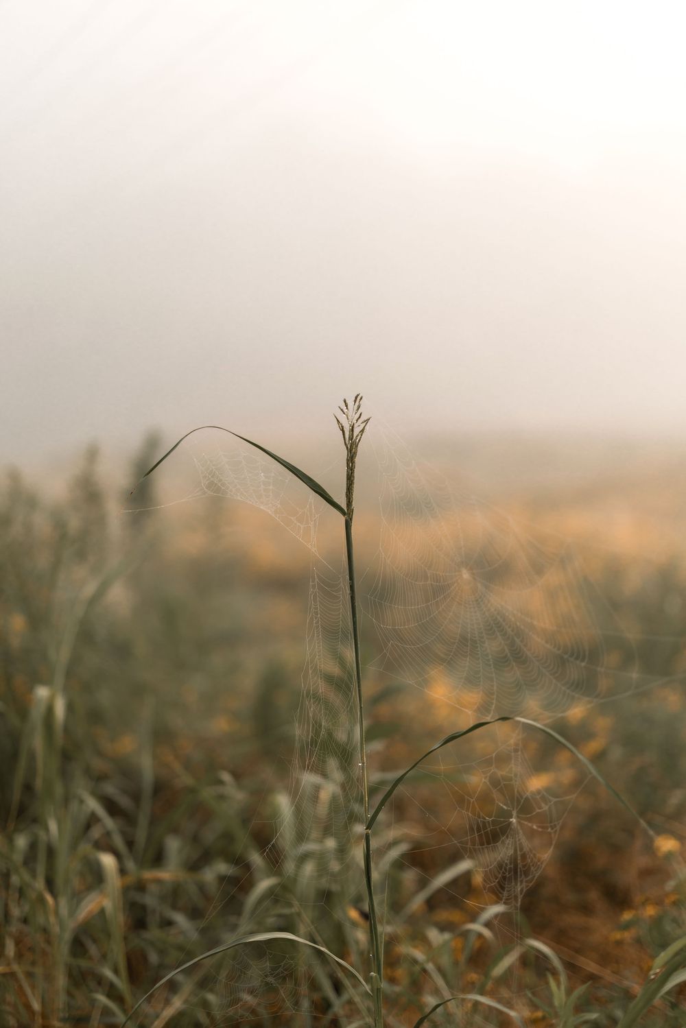 Close-up view of tall grass stalks in a misty field during golden hour with soft bokeh background effect.