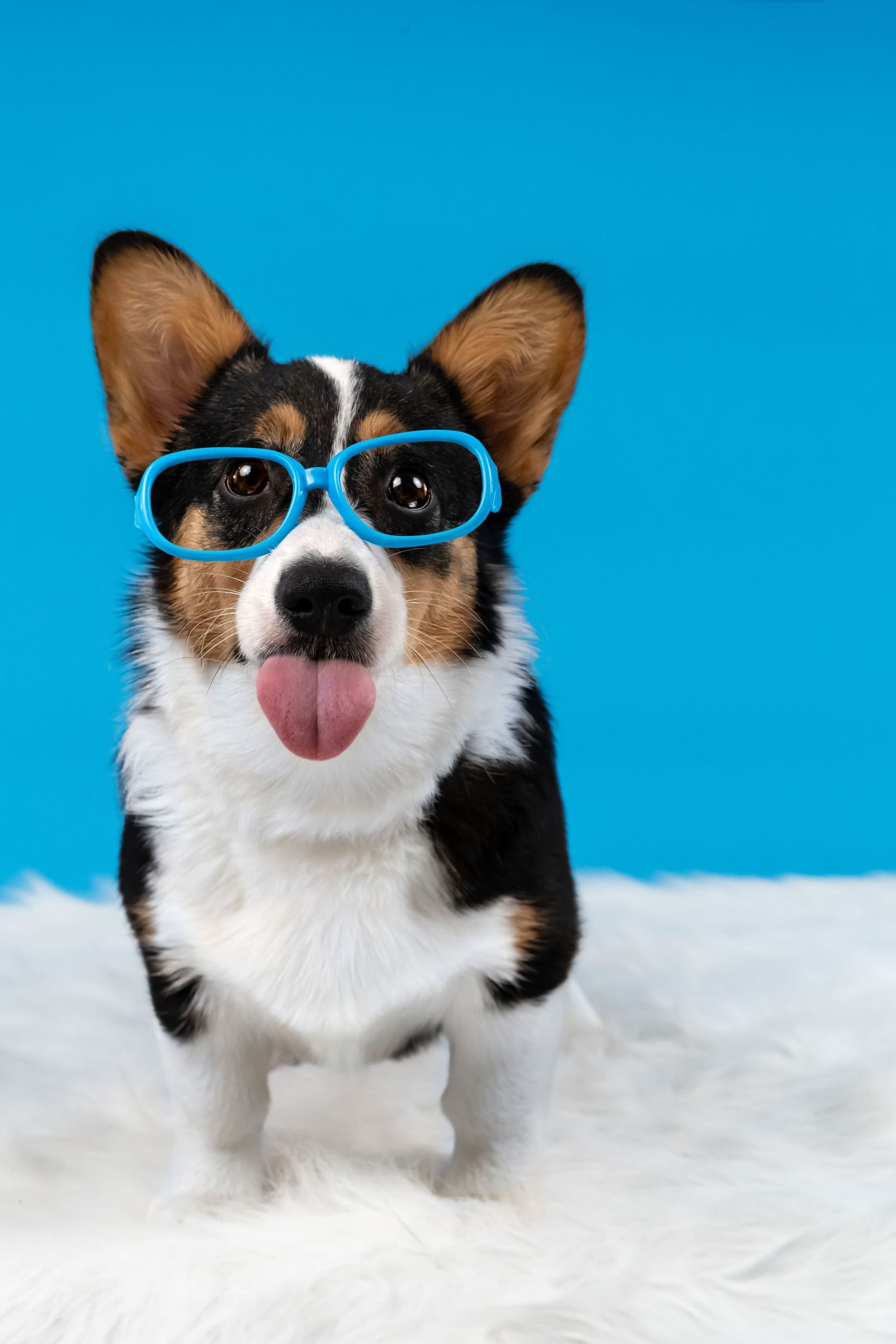 Corgi wearing blue sunglasses sticking tongue out against bright blue background.