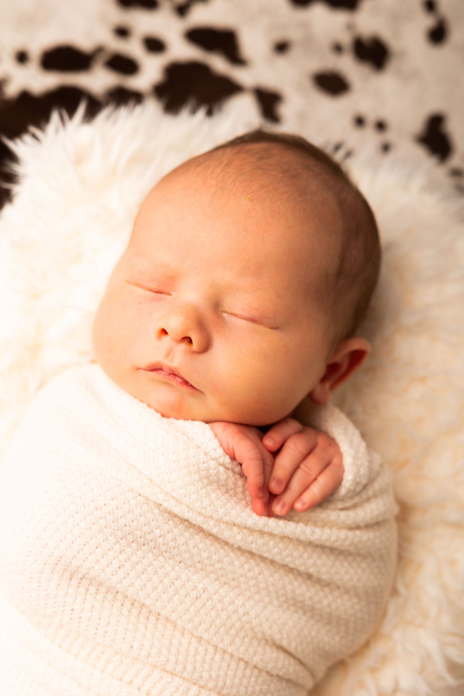 Peaceful newborn baby swaddled in white knit wrap sleeping on fluffy cream fur blanket with cow print background.