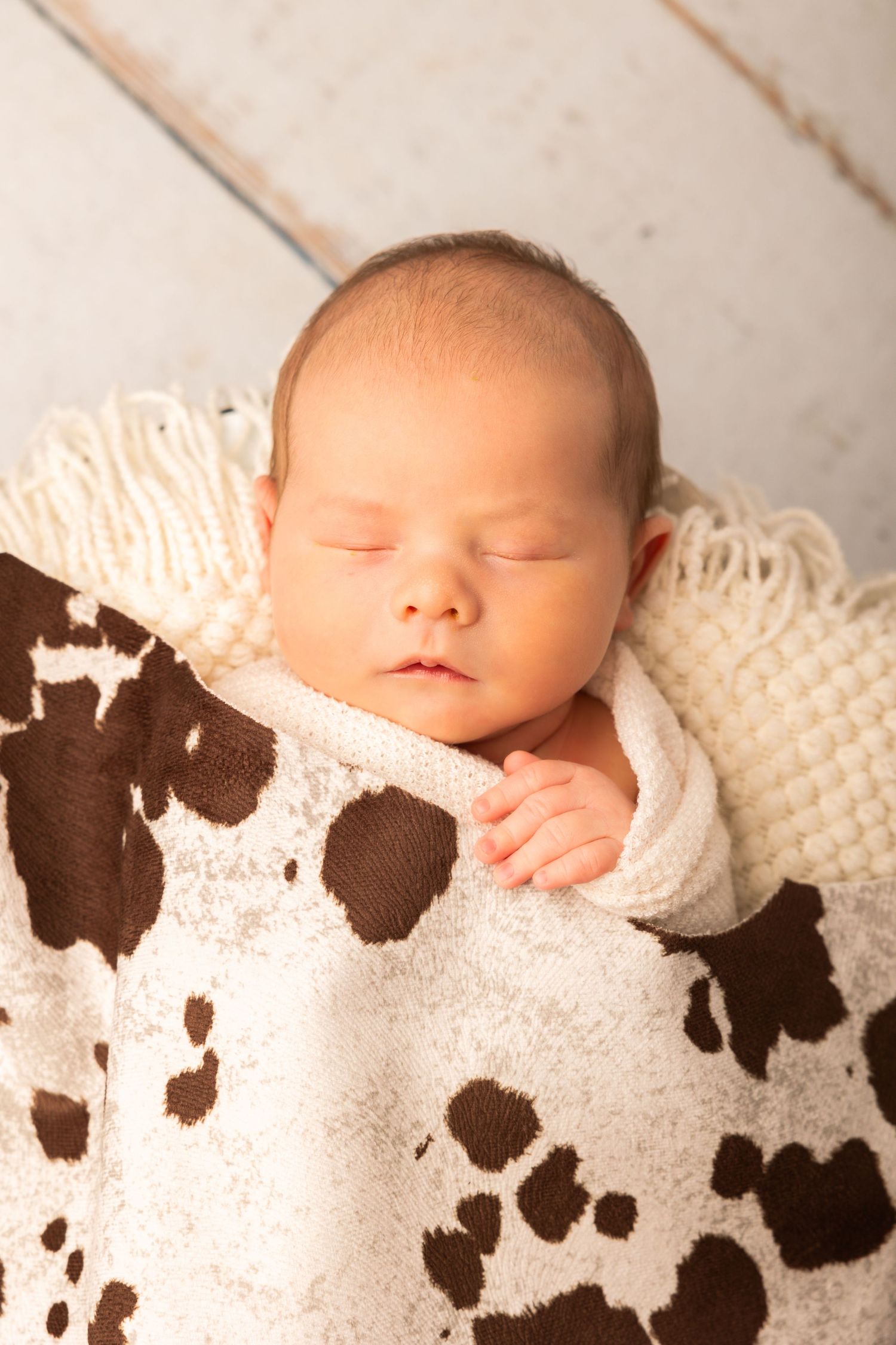Sleeping newborn baby wrapped in a cream knit and cow print blanket on a white wooden background.