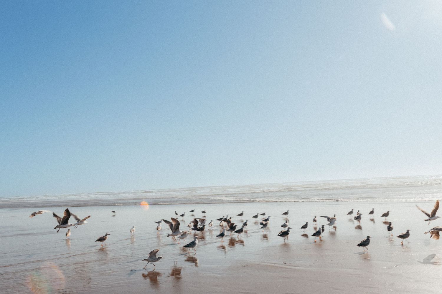 Flock of seagulls taking flight across a sunny beach with clear blue sky and gentle waves.