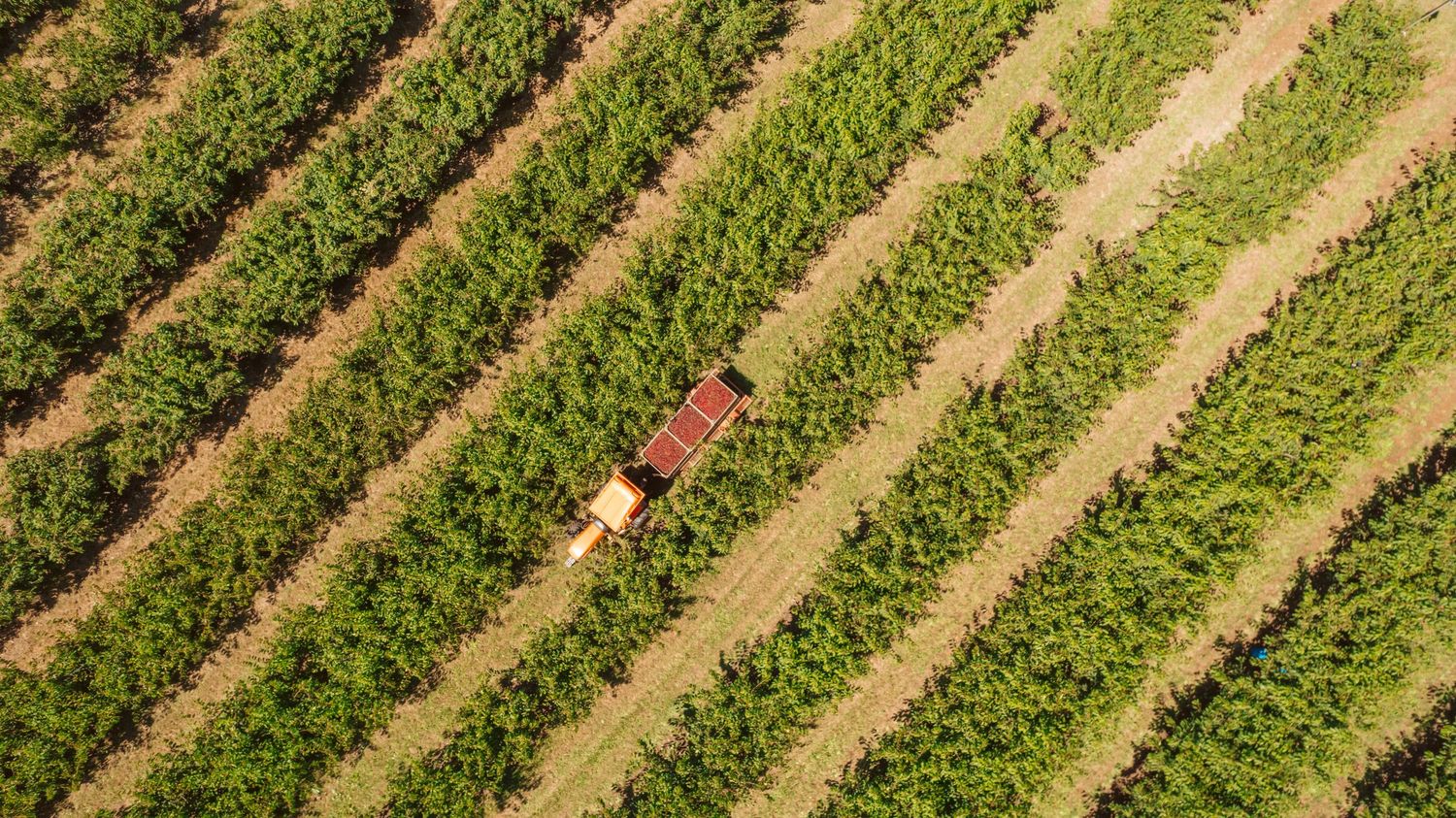 Fresh cherries in blue crates during harvest - agricultural product photography Yarra Valley
