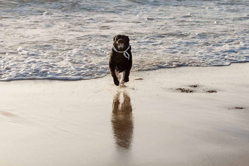 Black dog running happily on wet sandy beach with reflection and ocean waves crashing in the background.