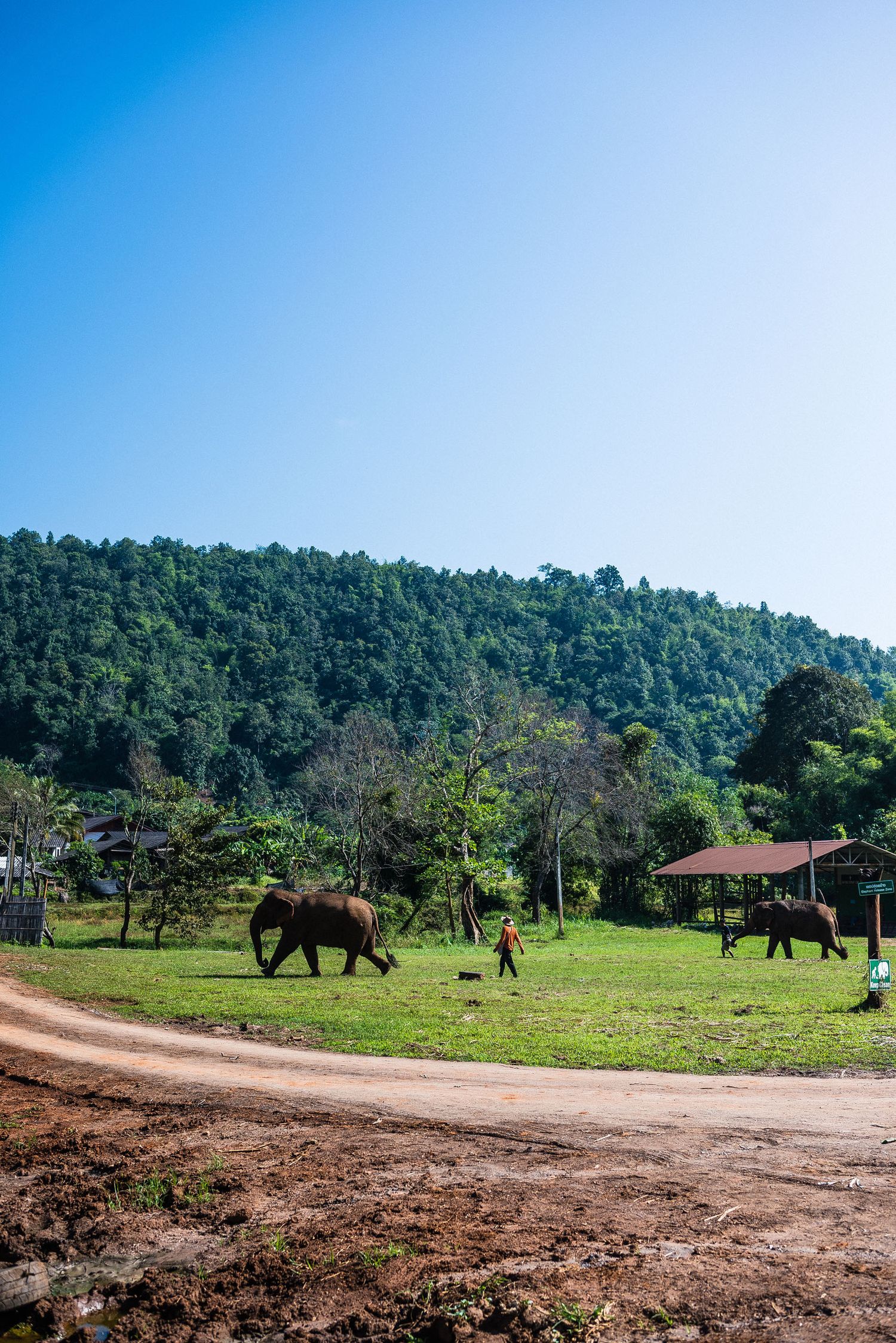 Ethical elephant sanctuary Chiang Mai, Thailand. Half-Day Elephant Experience at Rantong review.