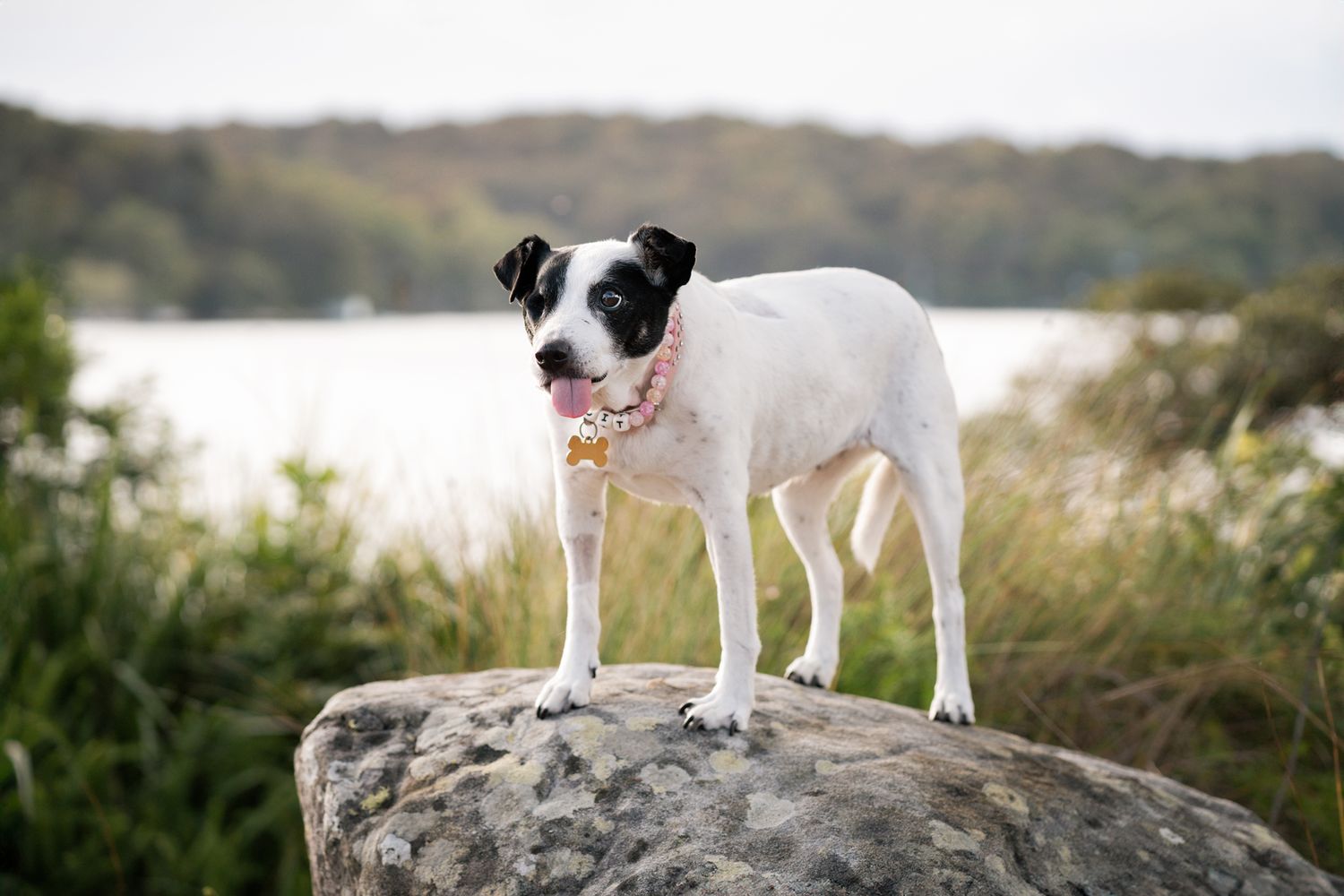 dog standing on a rock while having a lovely water background with greenery during his professional dog photoshoot in sydney