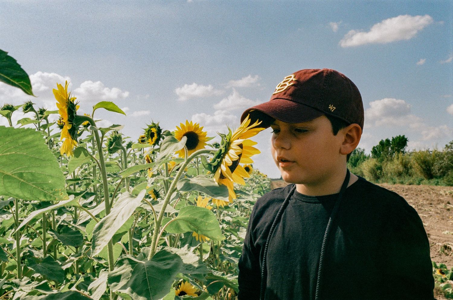 Person in baseball cap stands among tall sunflowers on sunny day.
