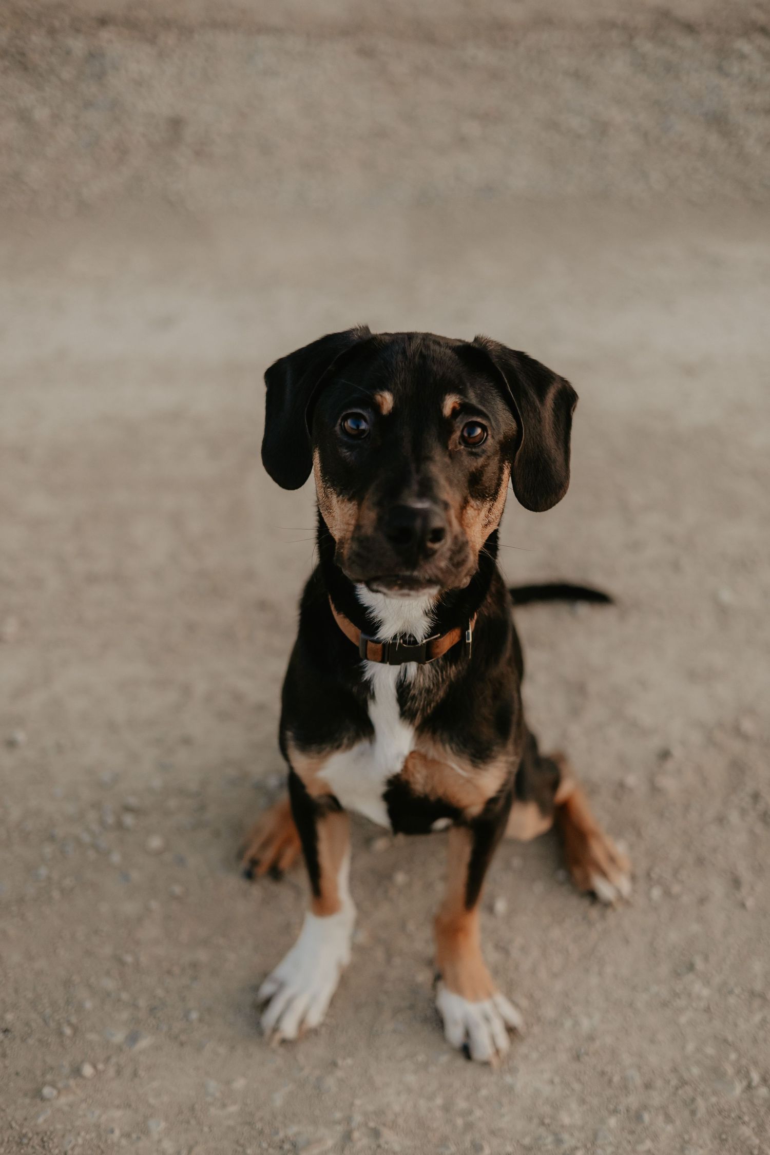 Black and tan mixed breed dog with white paws sitting and looking attentively at camera on concrete floor.