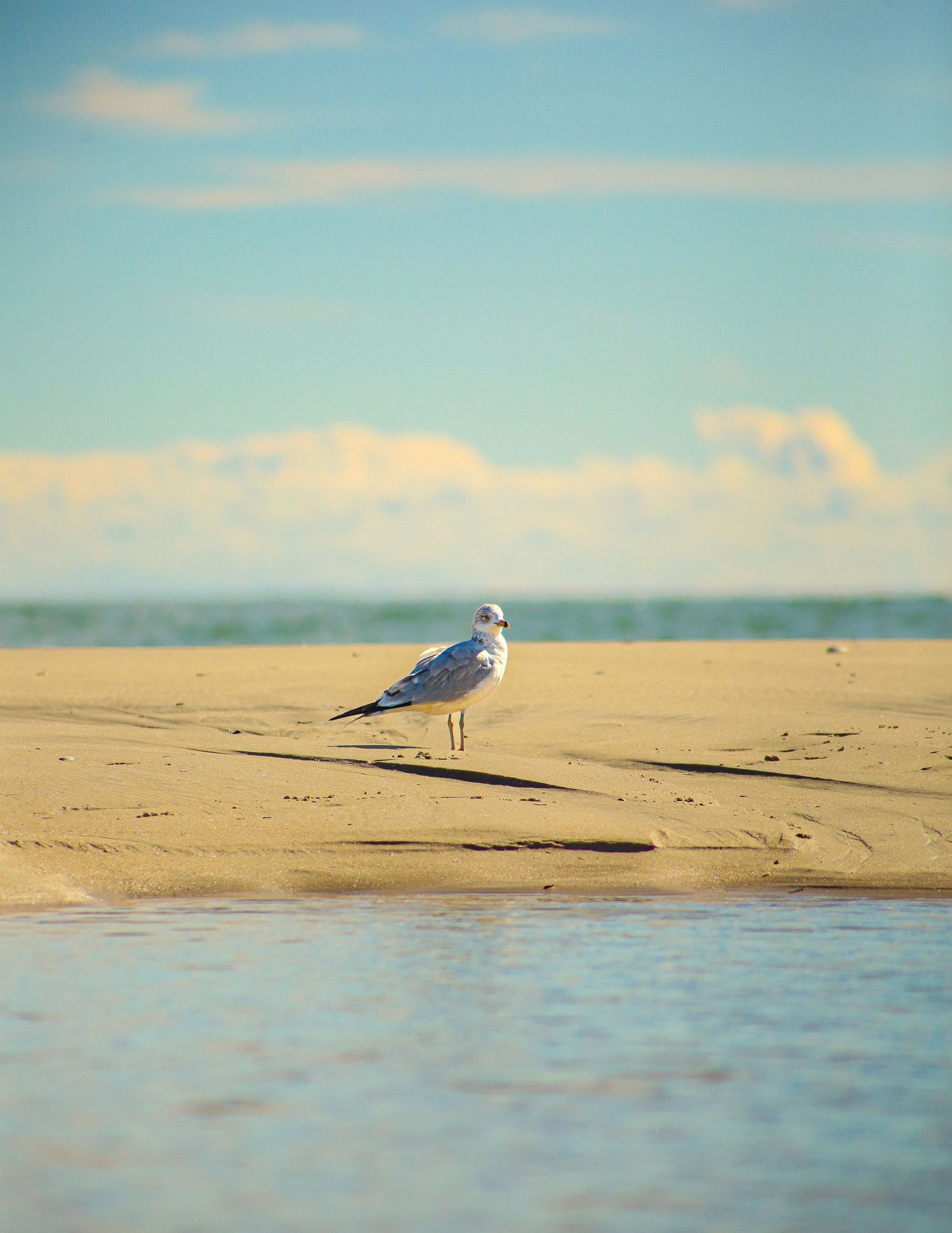 bird