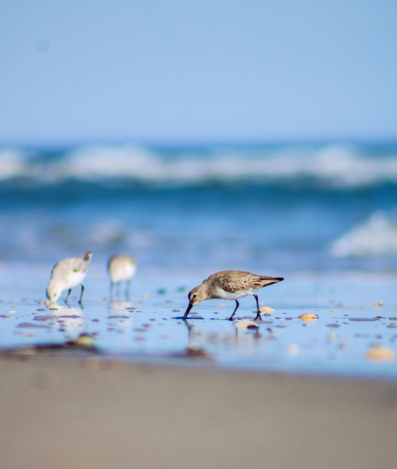 bird