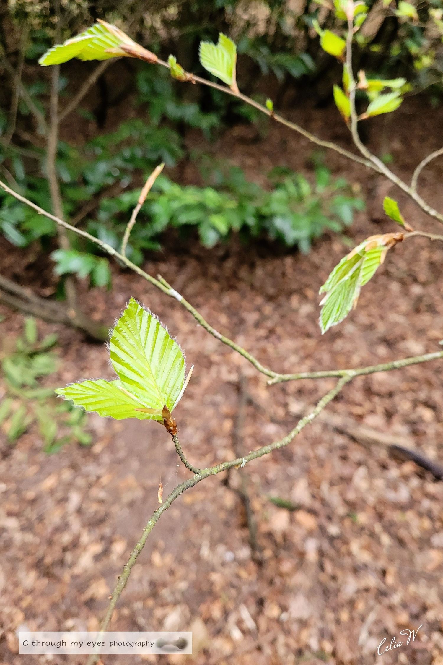 landscape photography of Spring buds and leaves, and fauna, esher commons, surrey, england