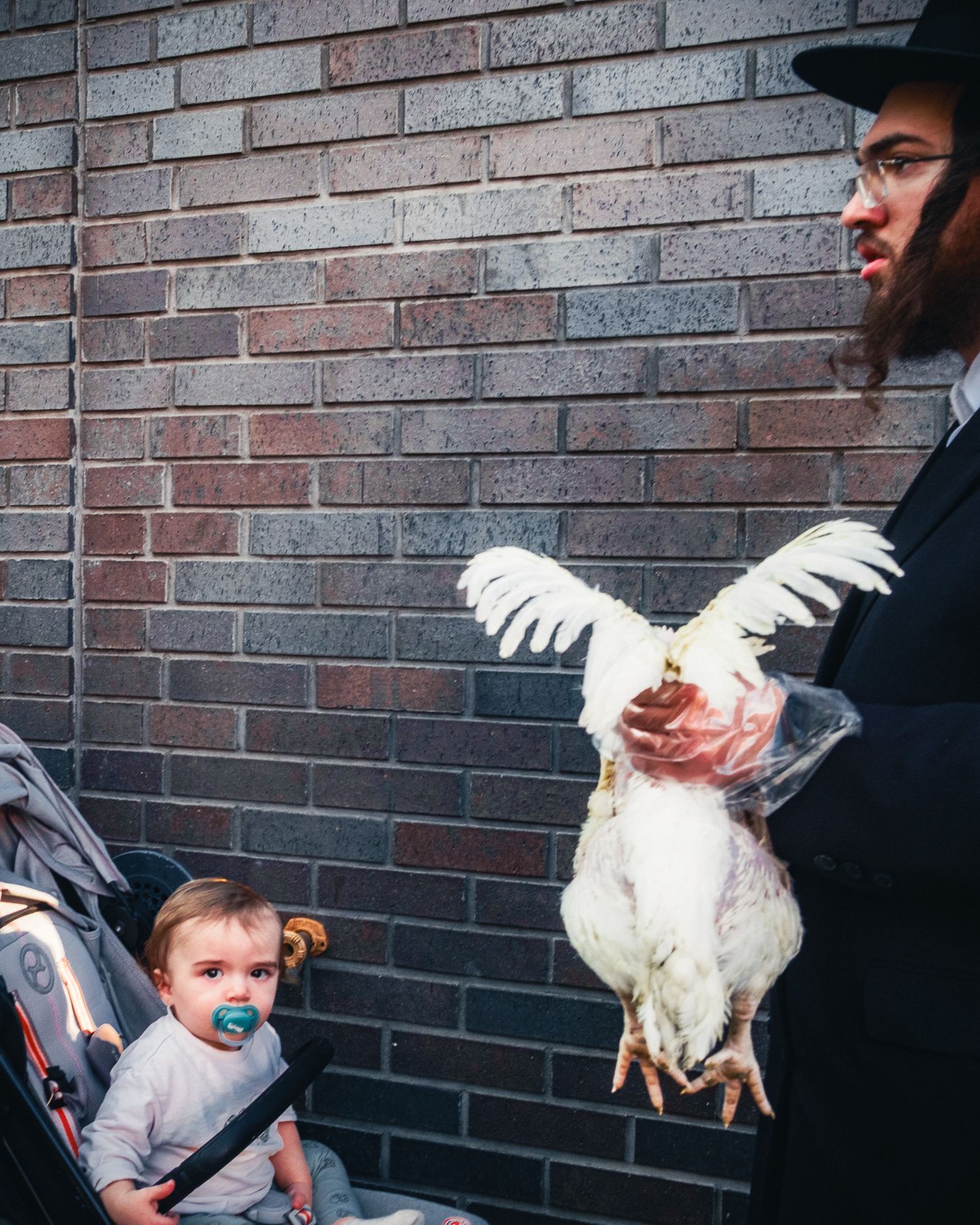 White chicken being displayed against brick wall background. Kapparot. Brooklyn.