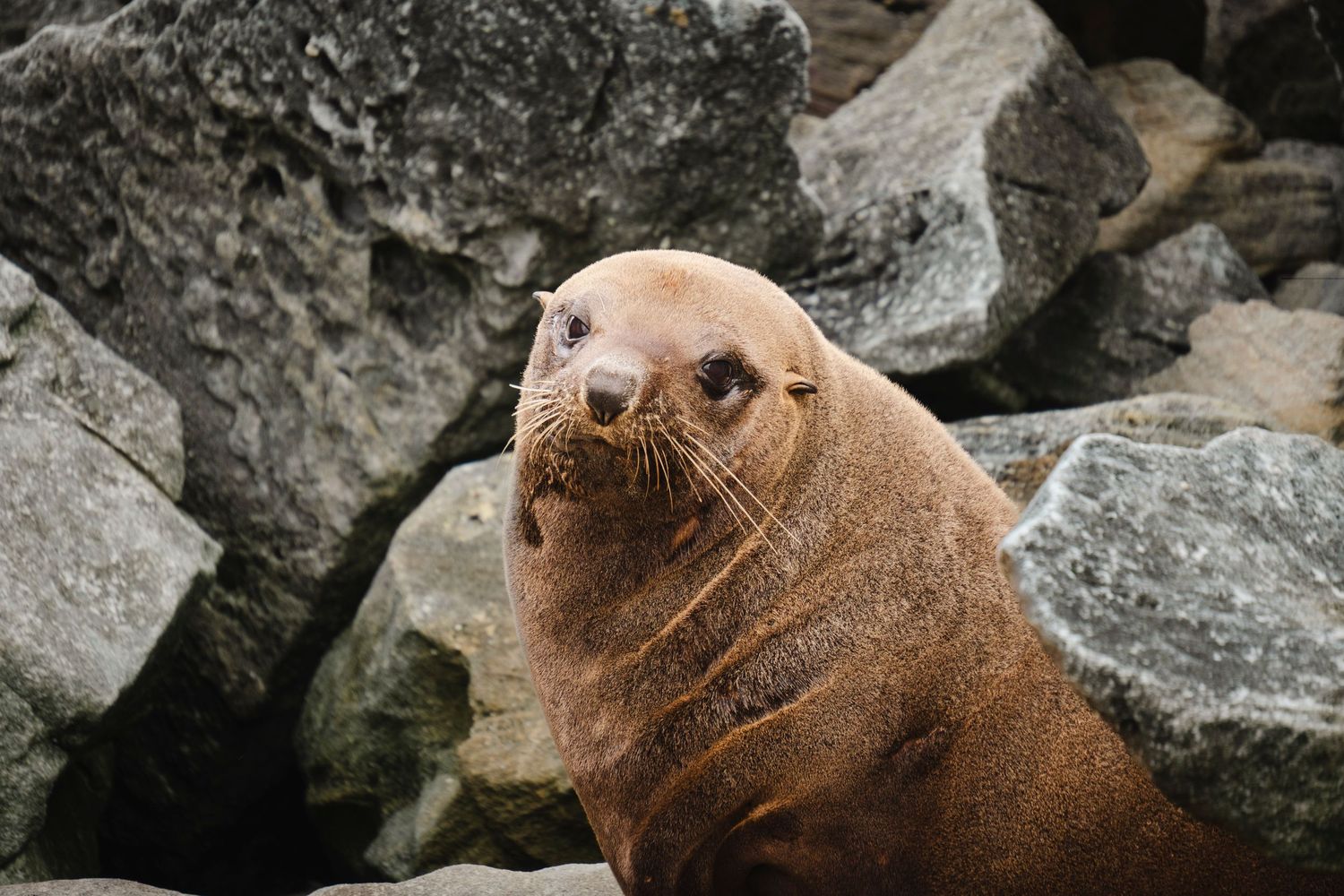 A curious Australian fur seal with brown fur rests among rocky coastal boulders.
