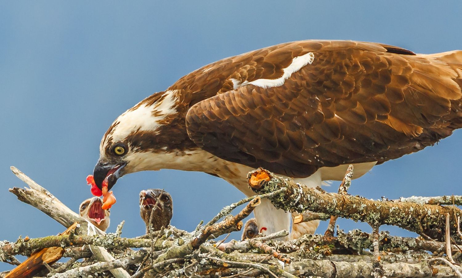 Osprey, Pitt Lake, Pitt Meadows