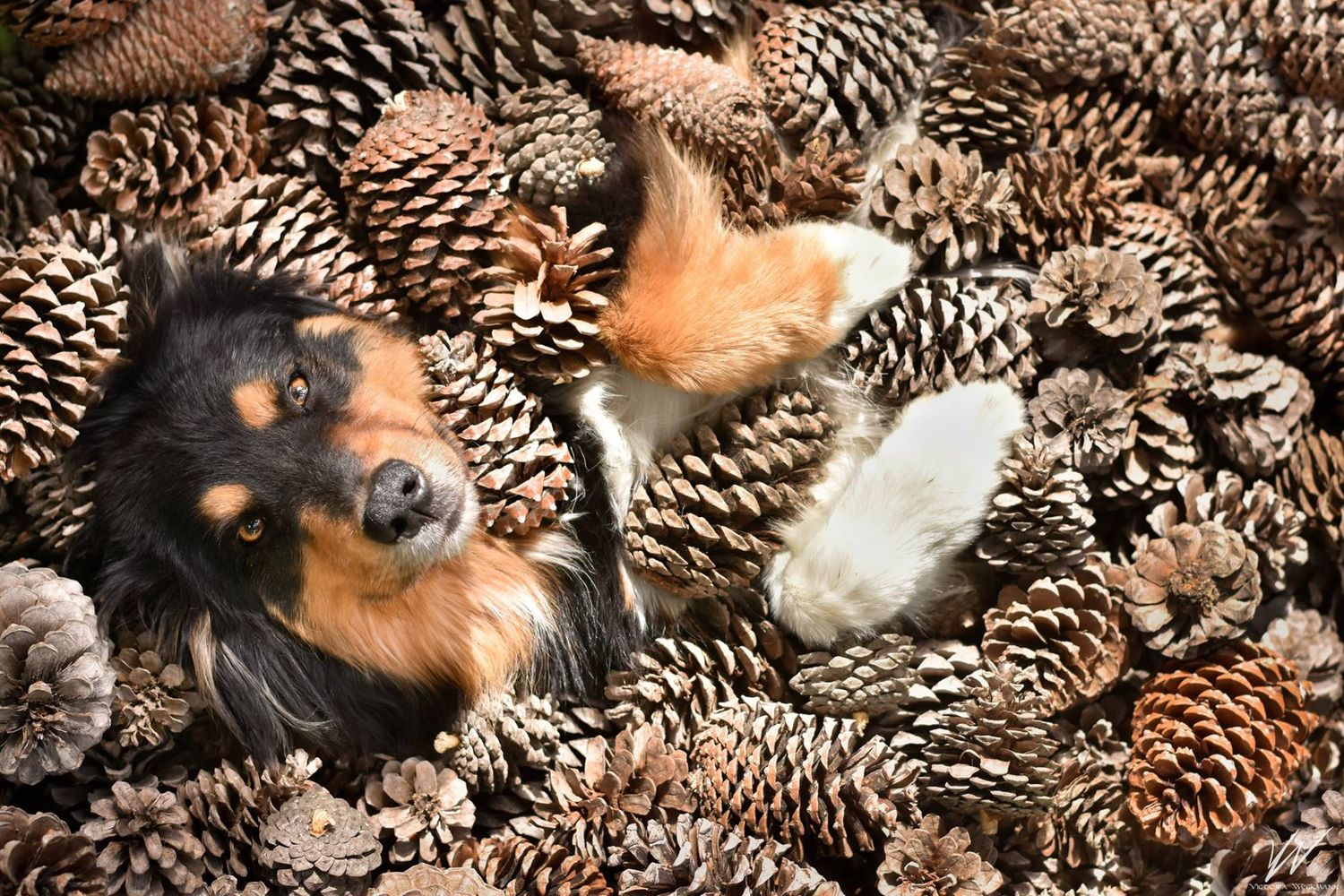 .photographie canine