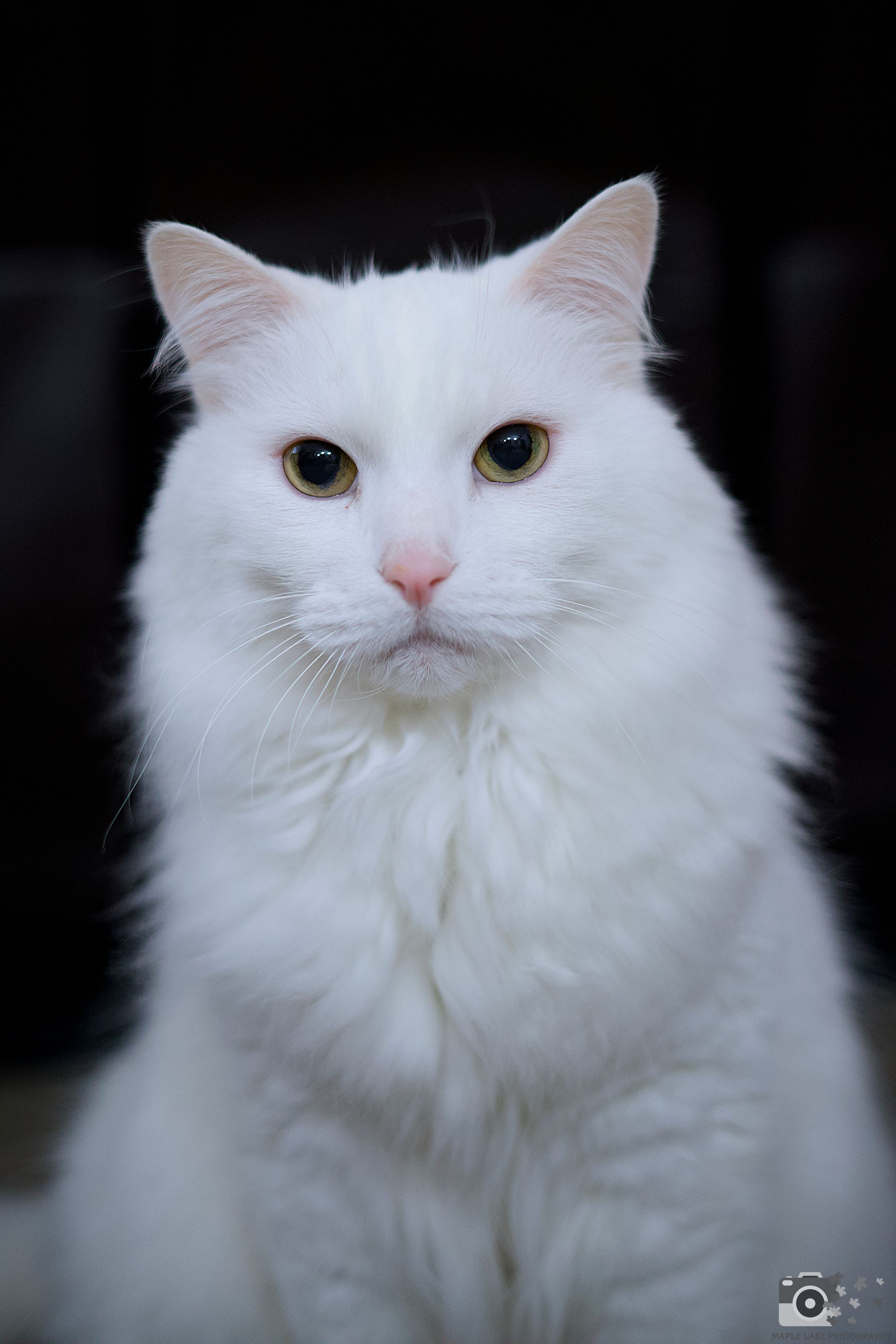 A majestic white Persian cat with bright yellow eyes against a dark background.