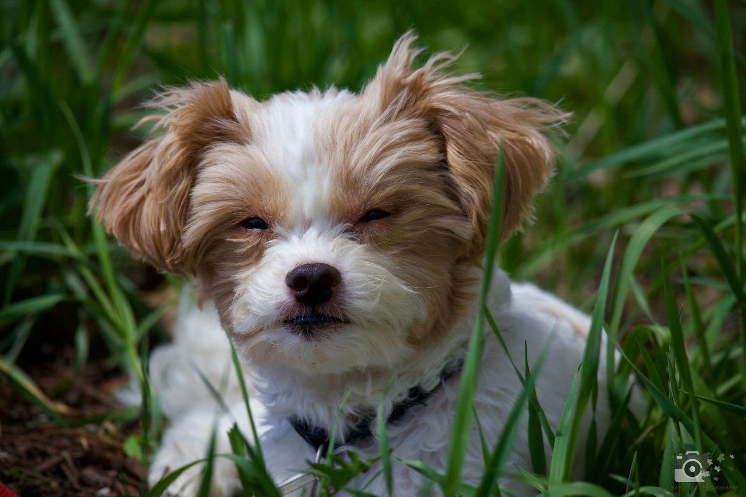 Close-up portrait of a white and brown Shih Tzu puppy lying in green grass.