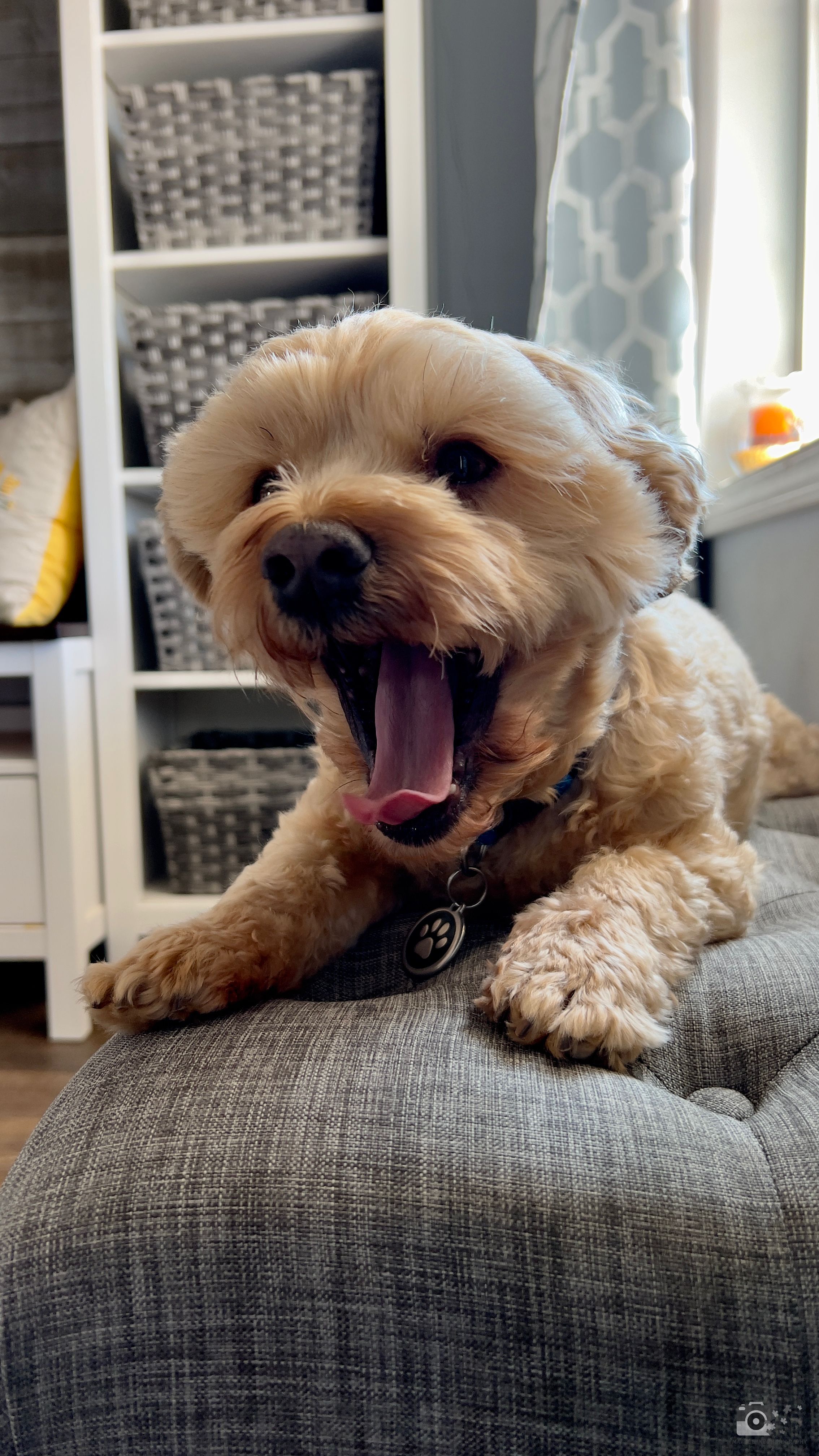 Yawning golden-colored dog relaxing on a grey couch next to white storage shelves.