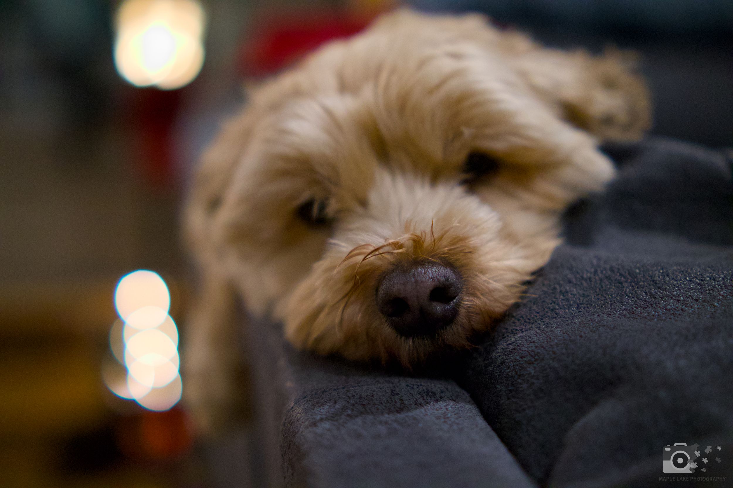 Sleepy golden-colored dog resting on dark couch with bokeh lights in background.